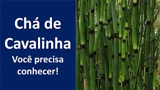 chá de cavalinha, você precisa conhecer!