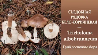 Съедобная Рядовка бело-коричневая - Tricholoma albobrunneum. Гриб соснового  бора.