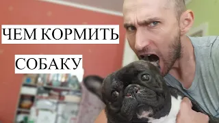 Чем кормить собаку! Думай и корми собаку правильно!!!