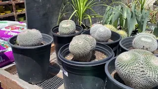 Gorgeous New Plant Selections and more at Planters Paradise in El Cajon, Ca😍