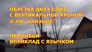 Обрезка 2-х слив с вертикальной кроной а-ля "кипарис". Прививка вприклад с язычком