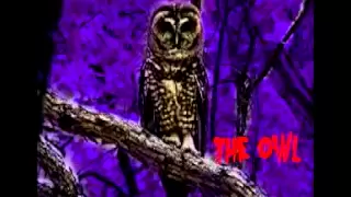 Angry Johnny And The Killbillies-The Owl