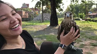 Adorable Falcon .