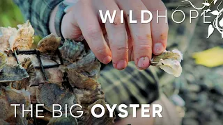 How oyster beds can rebuild New York harbor | WILD HOPE