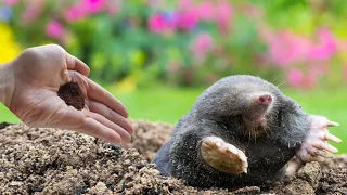 Moles leave your garden in a panic and never come back! The strongest natural solution!