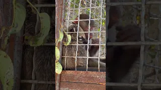 Люся гамадрил нашла себе новую подружку🐒