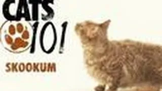 Skookum | Cats 101