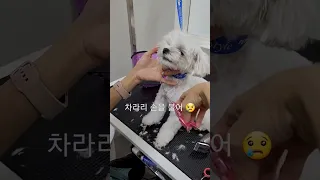 미용하는데 가위를 몇번이나 물어서 식겁 😱 가위는 진짜 물지말자. 차라리 손을 물어 😭