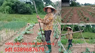 nhìn thấy cô chồng chọn rất kỹ lưỡng thật... râu xanh sạch thơm ngon.. không có phun thuốc trừ sâu N