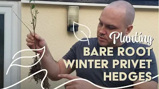Planting Bare Root Winter Privet Hedges #hedges #plantingideas