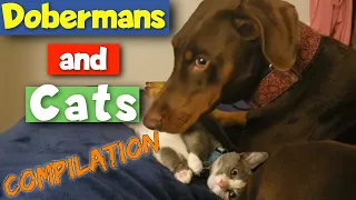 Doberman Pinschers with Cats Compilation: Cute and Funny Clips