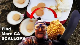 How to Freedive for SCALLOPS in SoCal: Catch & Cook!