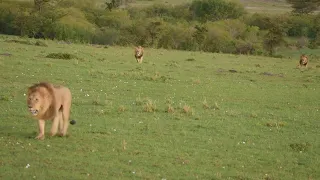 Male lion fleeing for his life