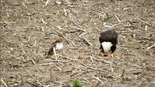 Bald Eagle VS Red-tailed Hawk