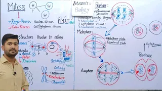 Mitosis | Stages of mitosis | Astral and spindle fiber | Fsc 2nd year Biology