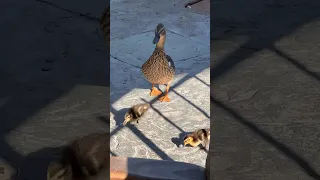Baby #Ducklings with Mama #Duck at #Disneyland