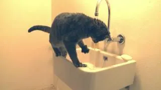 Cats in bathroom.mp4