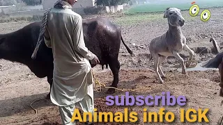 So funny video|Buffalo and Donkey with Man |@animalsigk😅