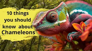 10 Fascinating Facts About Chameleons: Masters of Adaptation