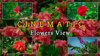 Flowers Garden | Cinematic Video | Cinematography | SSH VideoGraphy