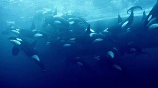 Diving with 50 Orcas in Norway