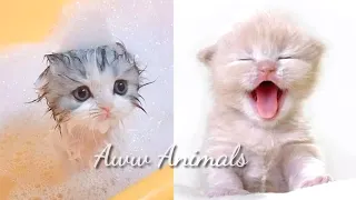 Baby Cats - Cute and Funny Cat Videos Compilation #7 | Aww Animals Channel