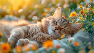 Deep Sleep Music for Cats - Music to Help Cats Sleep, Relaxing Harp Music, Soothe and Sleep 🎵