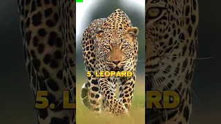 Top 5 Greatest Big Cats 🐈 In The World 🌍 2023 #shorts #top5 #baidudata