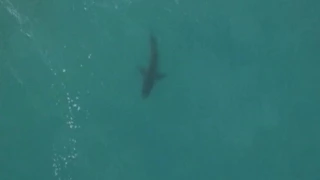 News Update Surfer's close encounter with shark... again 20/07/17