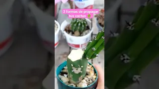 3 formas de propagar tus cactus.🌵🌵