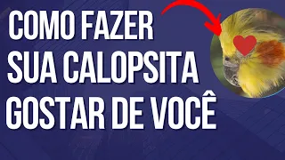 Como fazer sua calopsita gostar de você