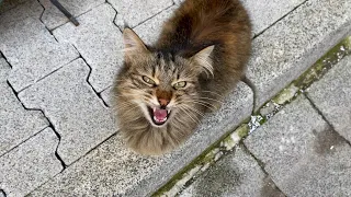 I have never seen such beautiful Cats. Cats living on the street. 😍