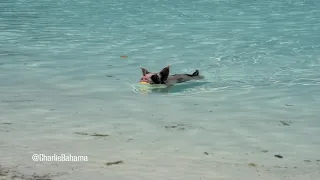 Charlie Bahama Cute Swimming Piglet