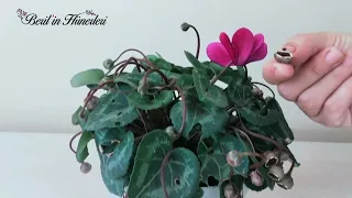 Sıklamen Çiçeği Bakımı, Tohumdan Sıklamen Çiçeği Çoğaltma, Sklamen Nasıl Yetiştirilir, Cyclamen