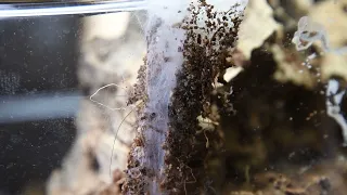 Feeding the Pennsylvania Purseweb Spider (Atypus snetsingeri)