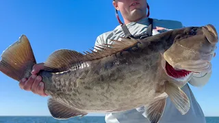 Fishing Tampa Bay For BIG Gag Grouper With A New Secret Bait!