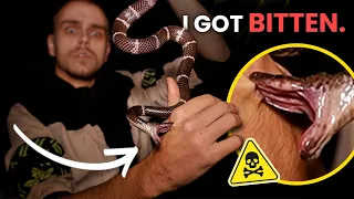 I've been bit... (Snake bite caught on camera)