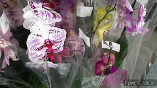 Леруа Завалило Орхидеями / 2 апреля 2024г.