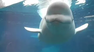 Juno the Beluga Whale Scares Maddi