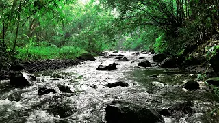 Just listen for 5 minutes, 99% you will fall asleep to the soothing sound of flowing water on forest