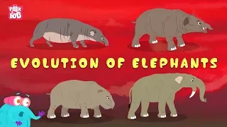 Evolution Of Elephants! | The Dr. Binocs Show | Best Learning Videos For Kids | Peekaboo Kidz