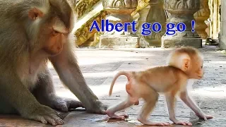 Amazing Mama Ally Sitting Behind Baby Albert & Seeing The Step Walking Of Albert