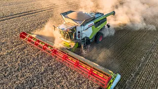 Claas Lexion 8900 TT & 770 TT - Żniwa pszenicy na dużą skalę / GR Iżowscy 2023