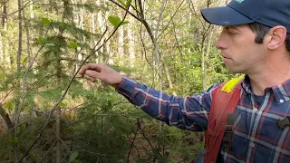 Spruce and Fir Identification  -  York River Forestry & Environmental Services