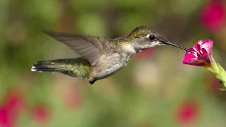 Lens of Time: How Hummingbirds Hover | bioGraphic