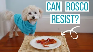 CAN ROSCO RESIST BACON? | Testing Our Maltipoo's Self Control