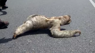 Paresseux traversant la rue - Costa Rica - Sloth crossing the street