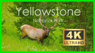 4K Yellowstone National Park Wildlife【No ads】light music for relaxation【黃石】-10-bit Color