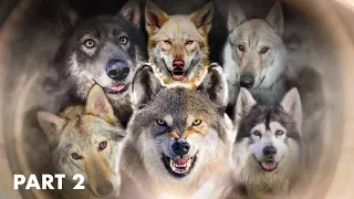 TOP 10 DOGS THAT LOOK LIKE WOLVES - PART 2