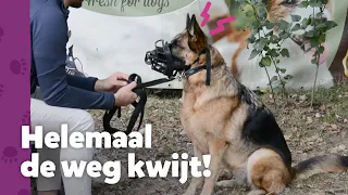 Een hond zonder sturing is gevaarlijk… - Ron’s Honden Spreekuur